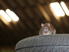 Szczury wchodzą do auta i przegryzają przewody – można temu zaradzić