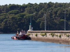 Wyspa, która przetrwała wszystko. Jej las nie ma sobie równych