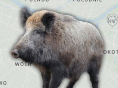 Aplikacja "Zwierz" dostępna. Dzik już nie zaskoczy w mieście