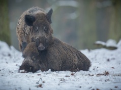 Zmasowane poszukiwania martwych dzików w Łódzkiem po wykryciu ASF
