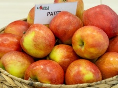 Nowe odmiany jabłoni: Patitta, RED Paulina. Co wyróżnia ich owoce?