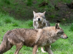 Nadleśnictwo wypuściło drony. Uchwyciły takie oto zachowanie wilków