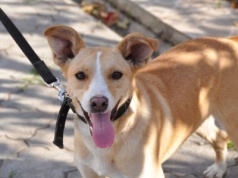 Będzie surowsze prawo dla właścicieli psów