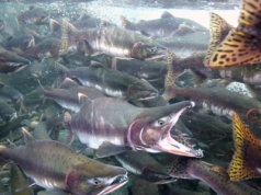 To jedna z najważniejszych ryb dla Polaków. Sprawdzą, co się z nią dzieje