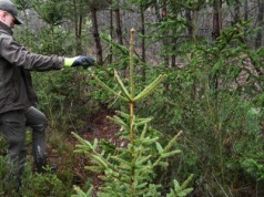 Ceny choinek 2025. Tyle zapłacimy za drzewko w leśniczówce