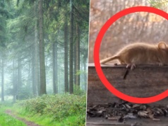 Rzadki gatunek gryzonia uchwycony na nagraniu – orzesznica leszczynowa w polskich lasach