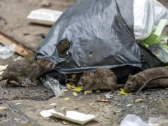 Plaga szczurów we Wrocławiu. „One są agresywne”