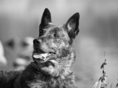 Odszedł pies Arrow, owczarek holenderski w służbie ratowniczej OSP RW