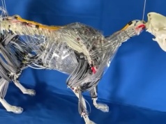 Japoński robot pies z mięśniami na sprężone powietrze. Porusza się jak prawdziwe zwierzę