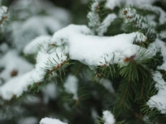 Kiedy spadnie śnieg? Eksperci wskazali moment, biały puch zostanie z nami aż do sylwestra