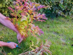 To ostatni moment, by zadbać o piwonie. Zrób to, inaczej wiosną nie zakwitną