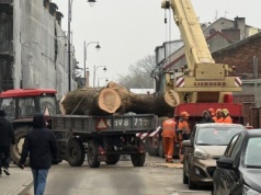 170-letni jesion z ul. Śliskiej wycięty. Nie udało się go uratować