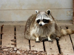 Nowy pasożyt dotarł do Polski. Naukowcy ostrzegają przed zagrożeniem