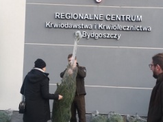 Choinka dla każdego, kto odda krew. Przedświąteczna akcja w całym regionie