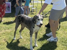 Coraz więcej psów z Grochowa ma te same chorobowe objawy. Mieszkanka mówi o możliwej trutce w okolicach Wiatracznej