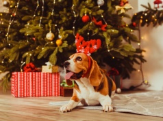 Planujesz wręczyć żywy prezent pod choinkę? Prawdopodobnie popełniasz błąd