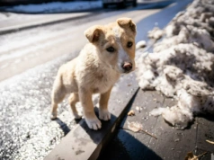 To szkodzi psu w czasie spaceru. Lekarka weterynarii nie pozostawia złudzeń