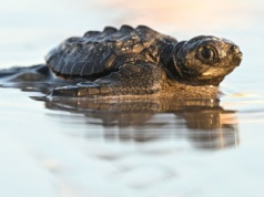 Setki młodych żółwi morskich zamarzają. Trwa wyścig z czasem