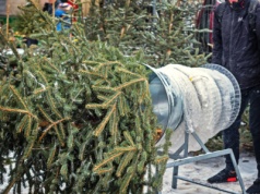 Jaką choinkę wybrać? Rozwiewamy świąteczne dylematy