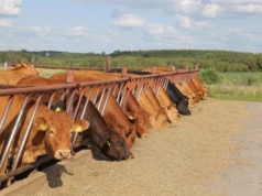 Ceny bydła przed Świętami. Sprawdziliśmy stawki w skupach