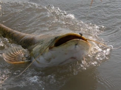 Wędkarz łowi ryby o imponujących gabarytach. „Jeszcze jeden osesek”