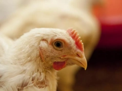 Wirus uderzył punktowo. GIW potwierdza trzy kolejne ogniska HPAI