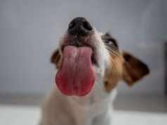 Pies robi to z nudy? Prawdziwe powody lizania mogą cię zdziwić