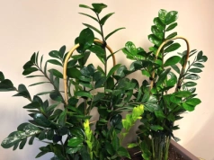 Zaparz, wystudź i podlej. Ten zimowy trik sprawia, że zamiokulkas gęstnieje w oczach