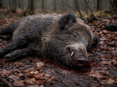 Dziki padają jeden po drugim. Na terenie powiatu piotrkowskiego odnaleziono 10 trucheł