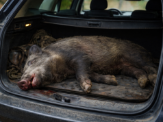 Zero wyobraźni, wielkie ryzyko. Przewozili martwego dzika w bagażniku