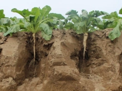 Masz fosfor w glebie, a rośliny głodują? Winne pH i zimna gleba