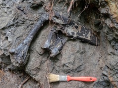 Bogactwo dinozaurów w sercu Europy. Znaleźli setki skamieniałości na pięciu metrach kwadratowych