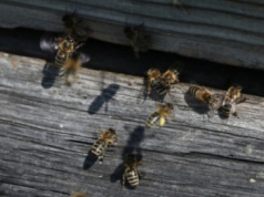 Prehistoryczne gniazda pszczół w czaszkach zwierząt