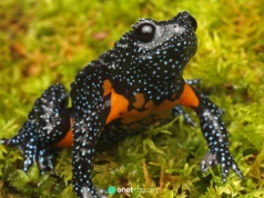 Fotografowie doprowadzili do wyginięcia galaktycznej żaby. Efekt pogoni za idealnym zdjęciem