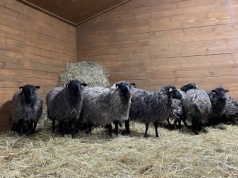 Mózg na wypasie - pierwsze terapeutyczne stado owiec