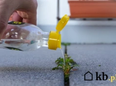 Ocet zamiast chemii? Efekt zaskakuje nawet doświadczonych ogrodników