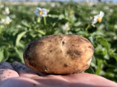 Ziemniaki w 2025 r.: Rekordowe plony, z wyjątkiem jednej grupy odmian