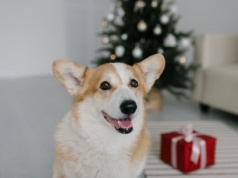 Pies i kot na oddziale? Szpital w Legnicy wprowadza świąteczne wizyty