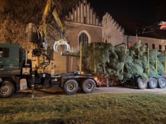 Choinka spod Tarnowa już stoi pod Oknem Papieskim (Galeria)