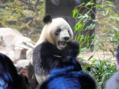 Japończycy żegnają pandy. Kolejki do zoo i wielkie wzruszenie