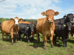 Dobrostan zwierząt: rolnicy zdezorientowani. Do kiedy szkolenie?