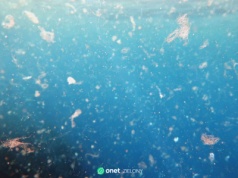 "Tworzy chmurę chemiczną, która zmienia ekosystemy". Naukowcy ostrzegają przed mikroplastikiem