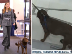 SKANDAL! Pełczyńska z żywym rekwizytem w Sejmie. Tak "wycierają sobie buzie miłością do zwierząt"