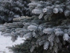 Jakie drzewko najlepsze na choinkę? O porady pytamy leśników