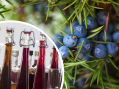 Jałowcówka to nie trunek, tylko leczniczy przetwór. Pomaga na niestrawność, bóle stawów i problemy z nerkami. Sprawdź przepis!