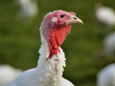 Hodowcy indyków grozi 10 lat więzienia. "Zagrożenie dla życia lub zdrowia"