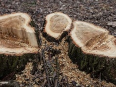 „Lex Szyszko 2” spada z agendy Sejmu. Wycinki drzew jednak bez ułatwień?