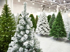 Robisz to z roślinami zimą? Uważaj, może być niebezpieczne