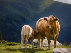 Wirus choroby niebieskiego języka. Belgia znosi obowiązek szczepień