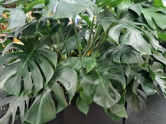 Wsyp to do doniczki, a monstera eksploduje zielenią! Zimowy trik działa nawet na umierające rośliny